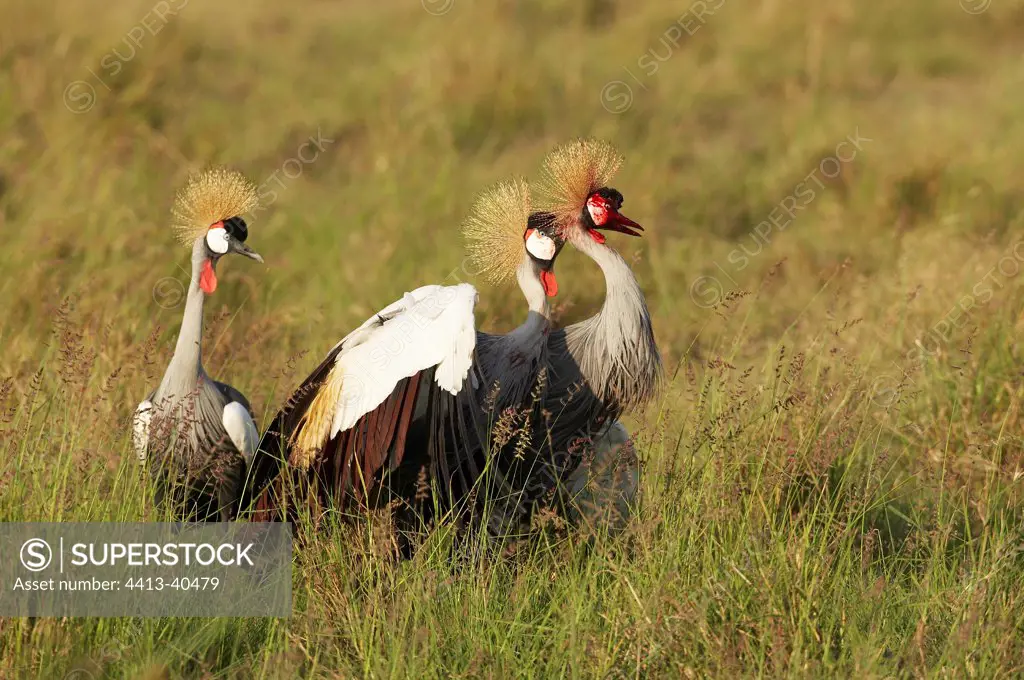 Grey Crowned-Cranes Masai Mara Reserve Kenya