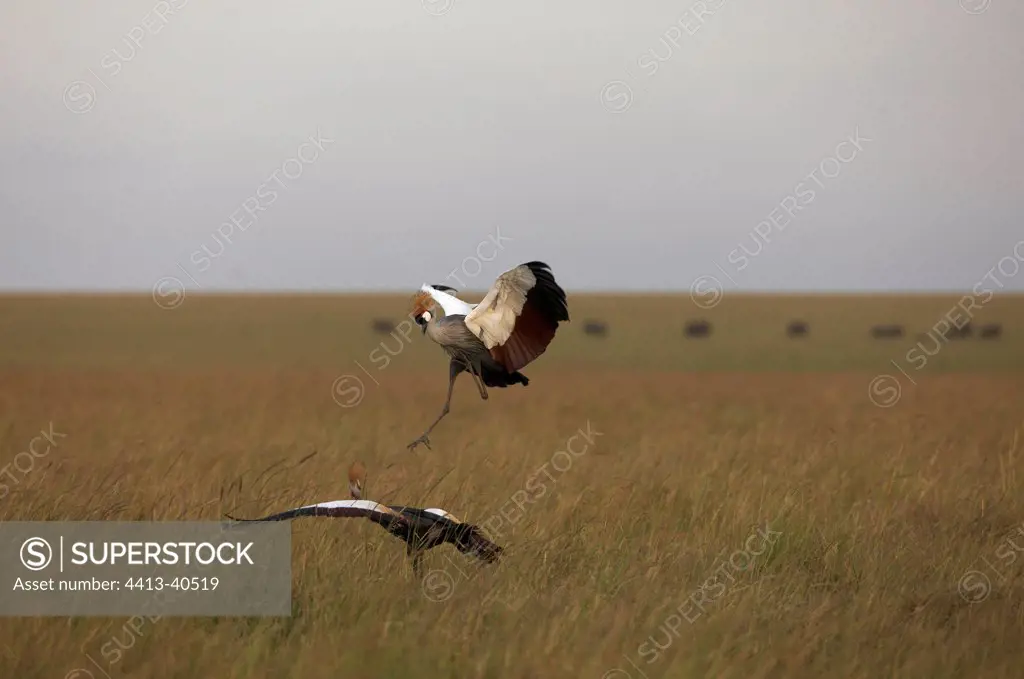 Grey Crowned-Cranes mating Masai Mara Reserve Kenya