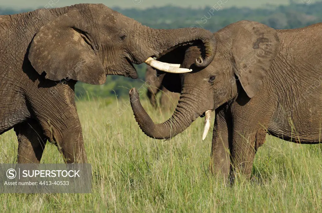 African Elephants greeting Masai Mara Reserve Kenya