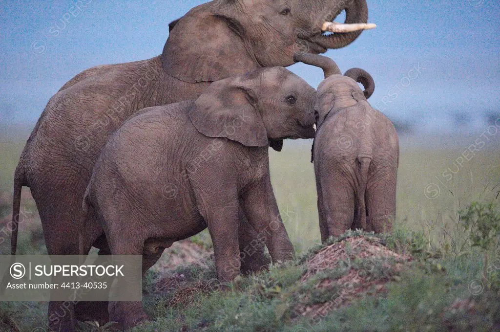 African Elephant and young Masai Mara Reserve Kenya
