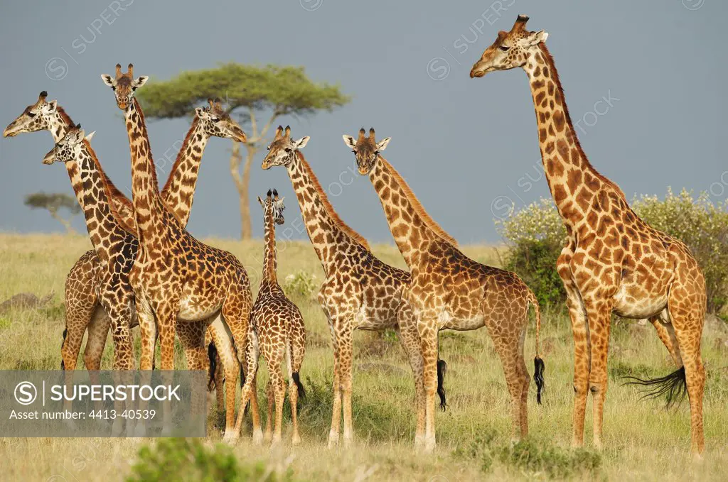 Masai Giraffes in the savannah Masai Mara Reserve Kenya