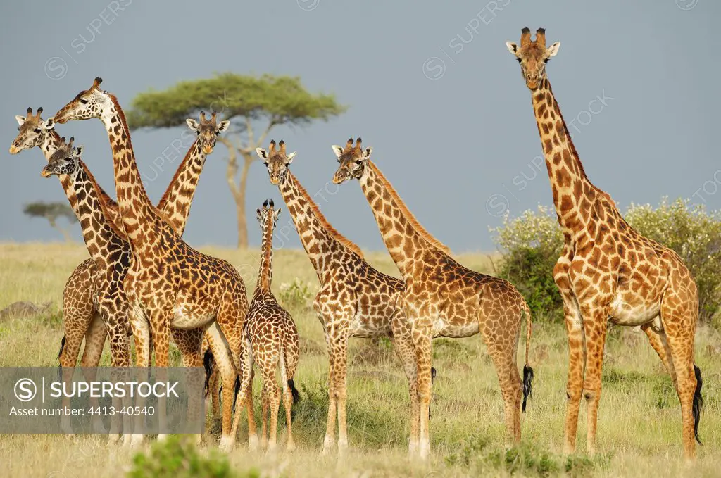 Masai Giraffes in the savannah Masai Mara Reserve Kenya