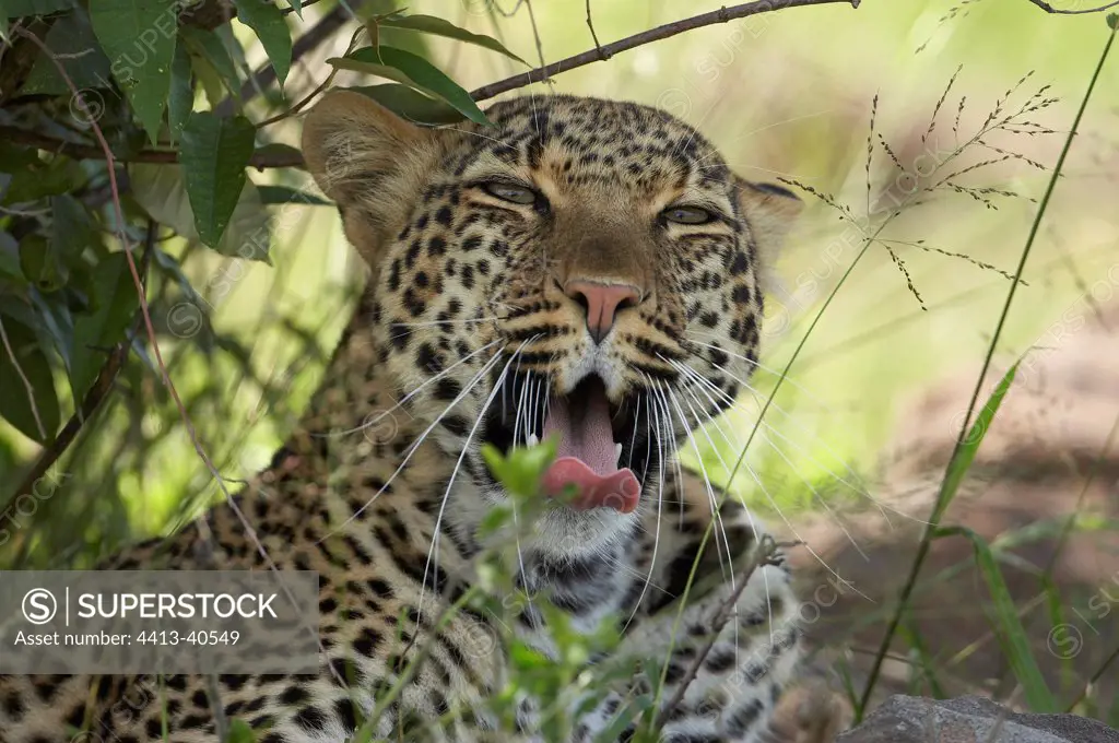 Portrait of Leopard yawning Masai Mara Reserve Kenya