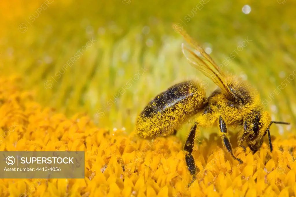 Bee gathering pollen from a flower of sunflower France