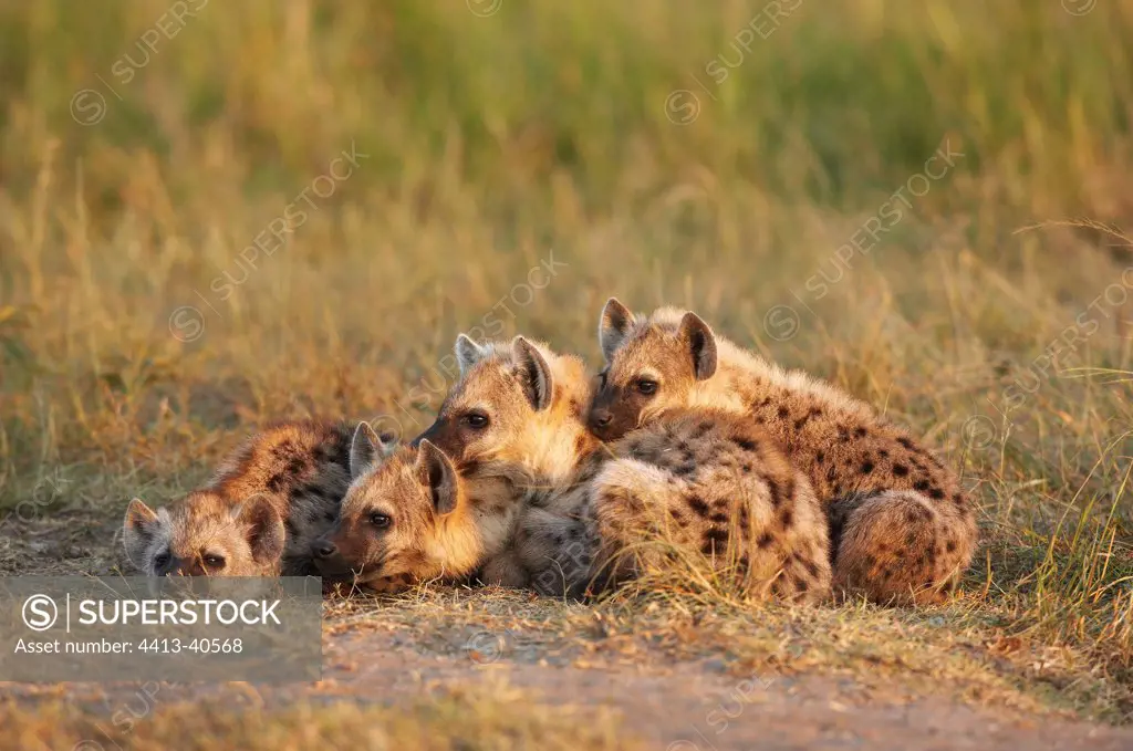 Speckled Hyenas at rest Masai Mara Reserve Kenya