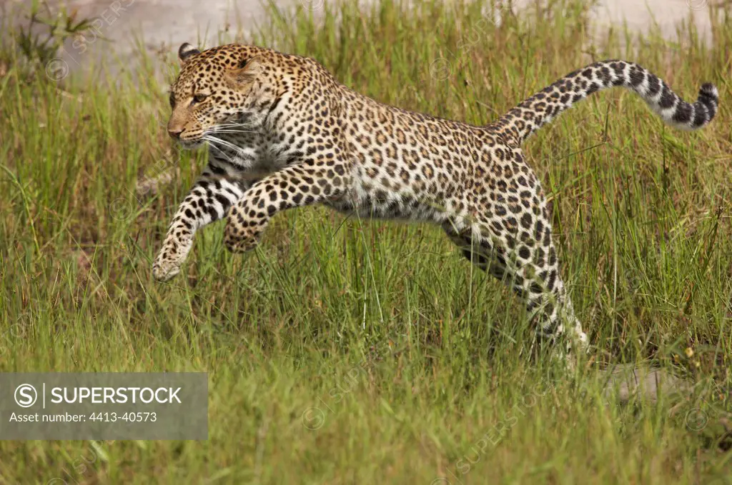 Leopard jumping in grass Masai Mara Reserve Kenya