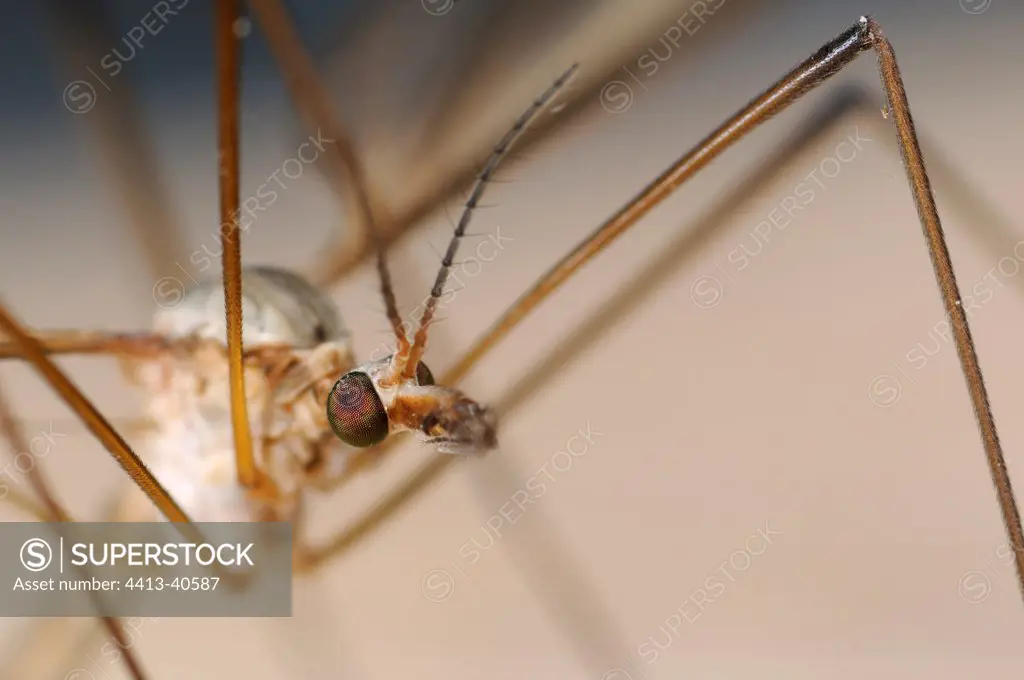 Close-up on a Crane Fly head in a garden France