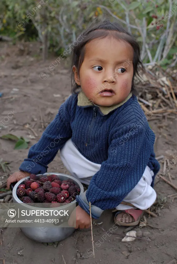Young boy picking blackberries Morochos Ecuador