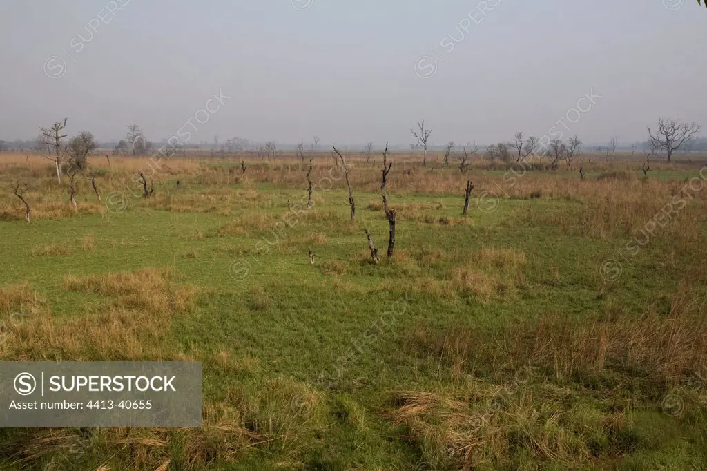 Prairie and trees burnt Dudhwa National Park India