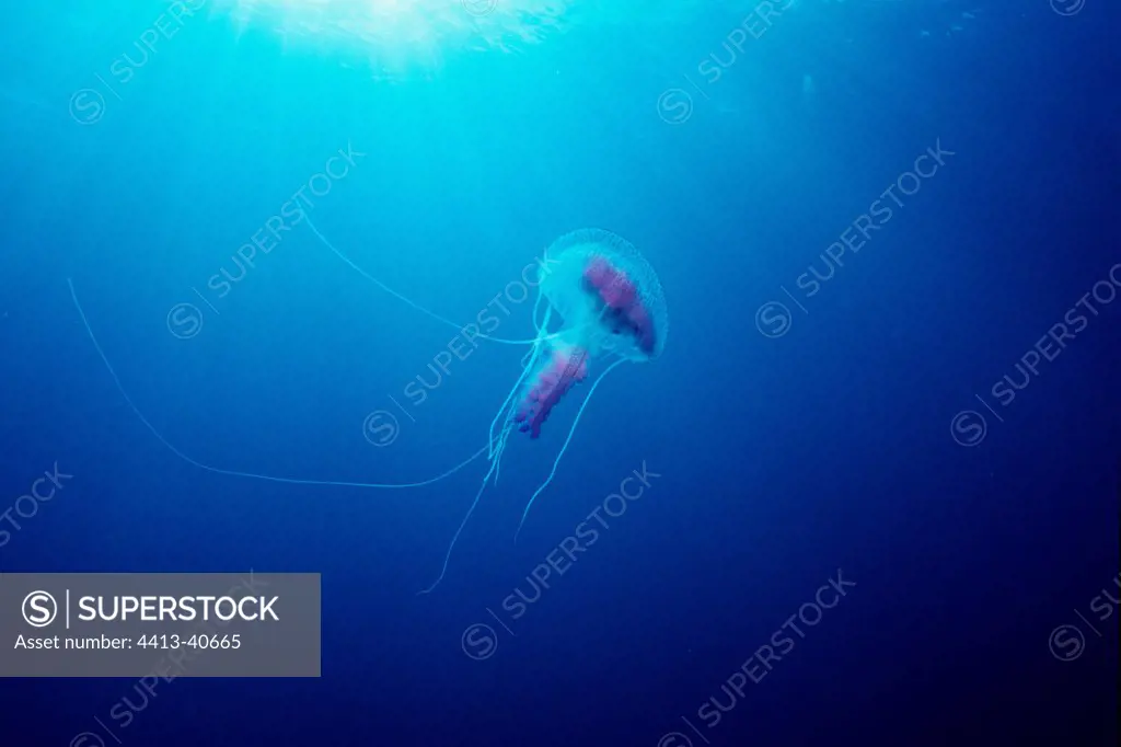 Mauve stinger jellyfish in the Mediterranean sea France