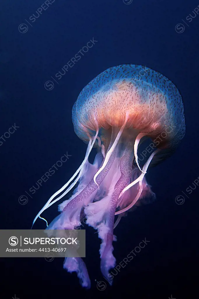 Mauve stinger jellyfish in the Mediterranean sea