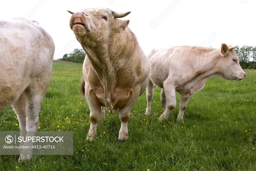 Charolais bull sniffing urine of a cow Burgundy France