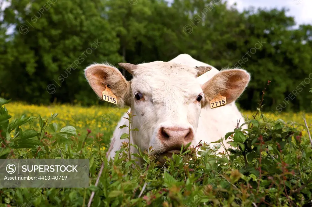 Charolais cow behind a hedge Burgundy France