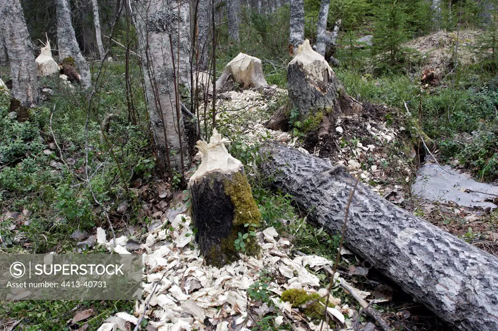 Trunk of Aspen cut by a Beaver Kuhmo Finland