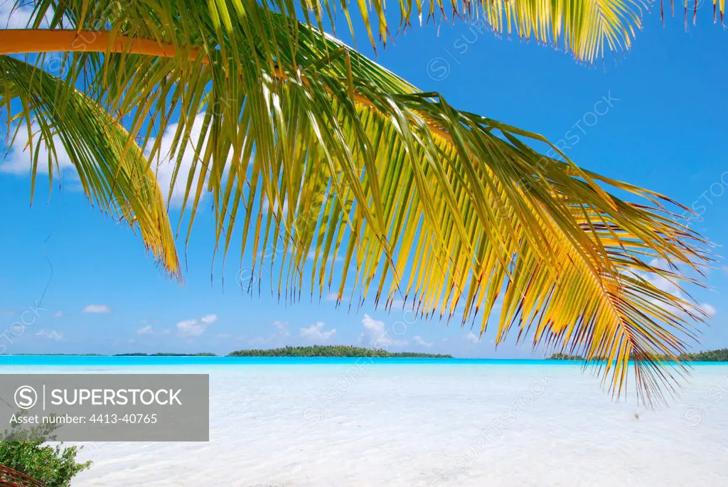 White sand beach and branch of a palm tree French Polynesia