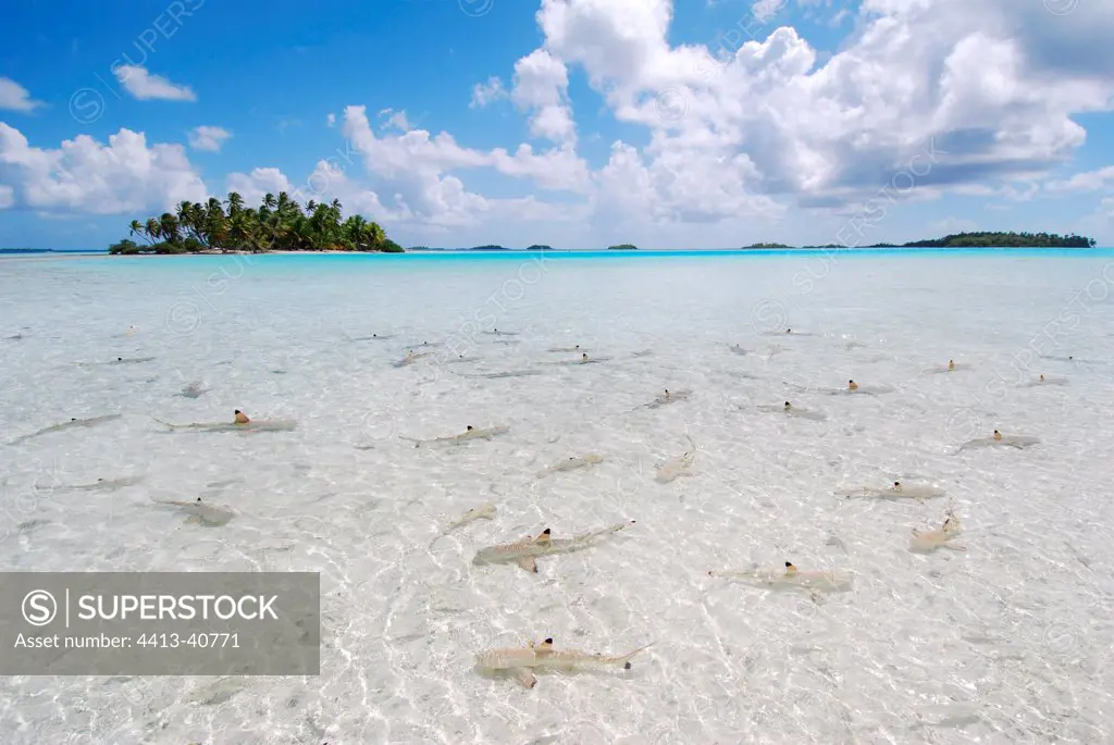 Sharks swimming in Blue Lagoon French Polynesia