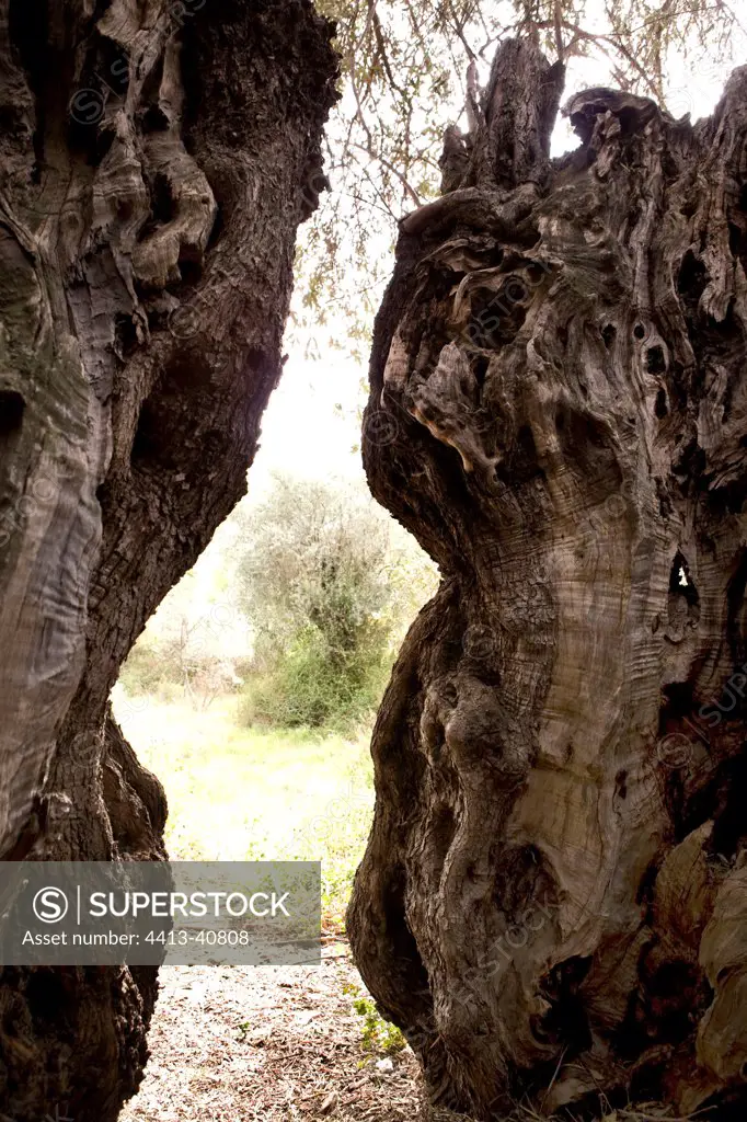 Trunk of an old Olive tree Cyprus