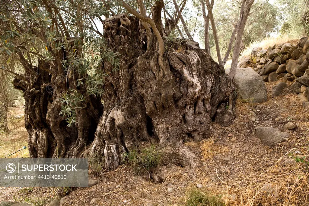 Old Olive tree Cyprus