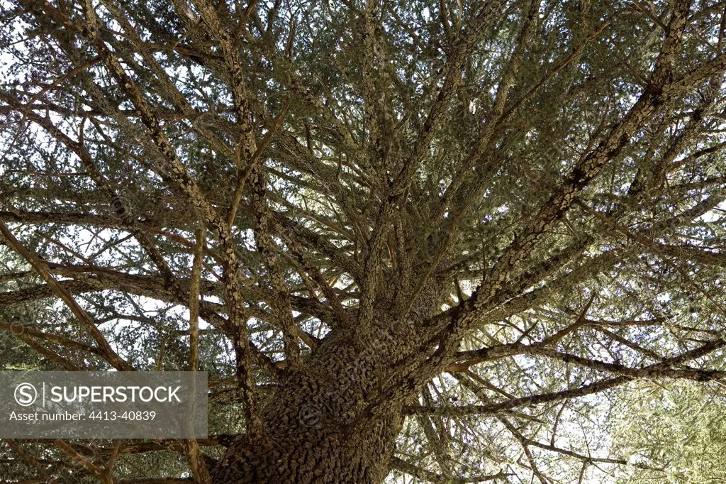 Branches of Cyprus cedar Cyprus