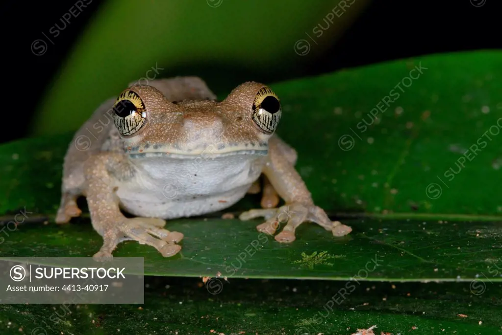 Portrait of a tropical Tree Frog on a leaf Guiana