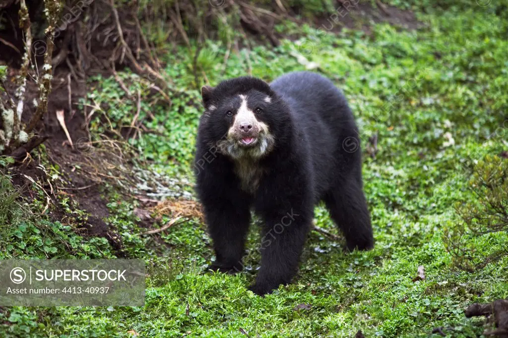 Spectacled Bear surprised by joining a culture Imbabura