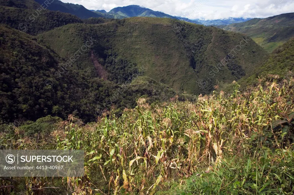Field of Corn grown at high altitude Province of Imbabura