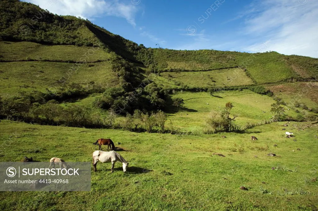 Horses grazing at high altitude Province of Imbabura