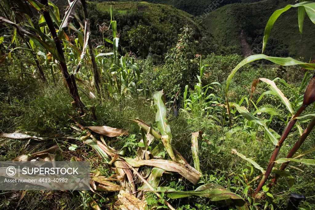Damage caused by a Spectacled Bear in a field of Corn