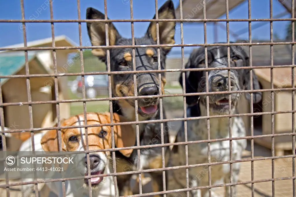 Vagabond dogs in an enclosure of the SPCA in Provence France