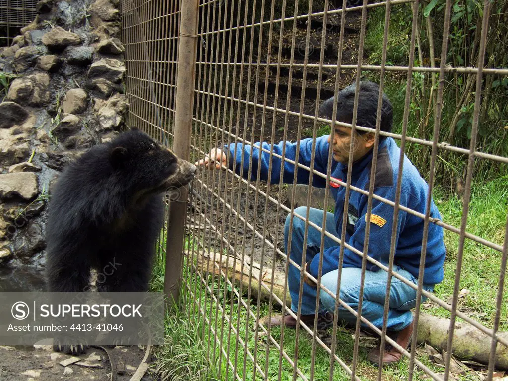 Biologist caressing a captive Spectacled Bear Ecuador
