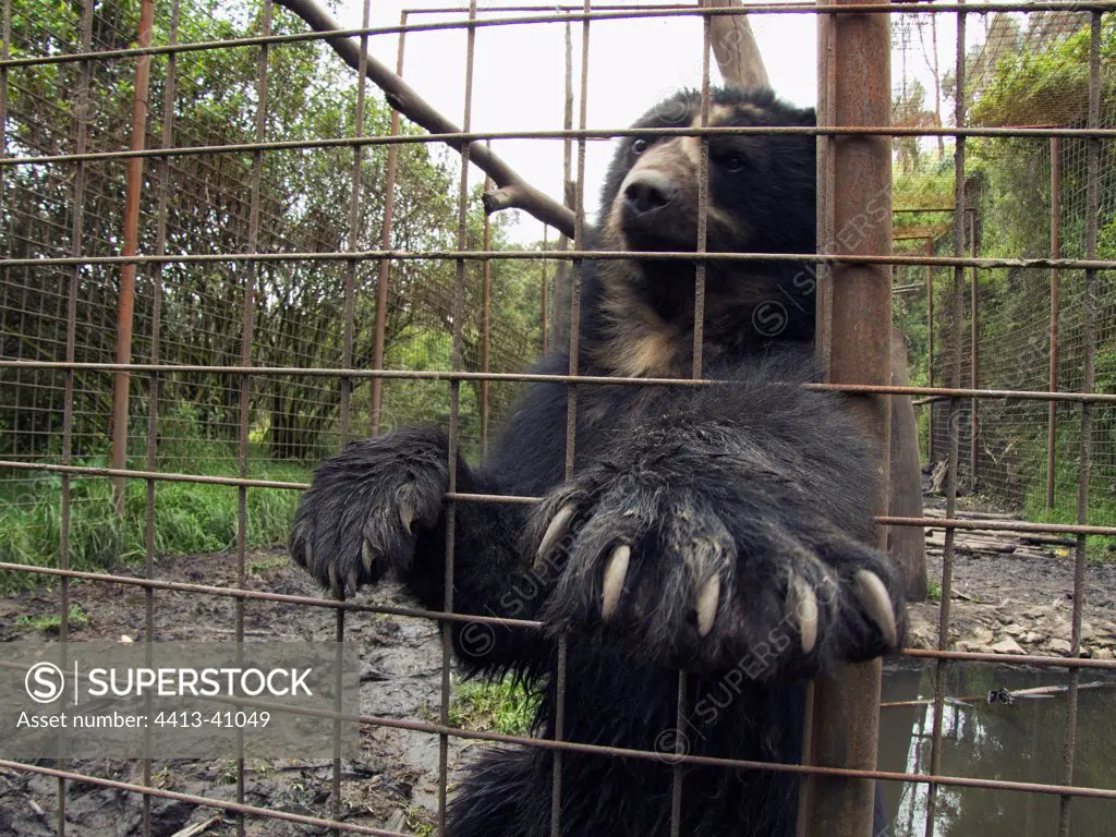 Spectacled Bear extending its paw through the fence
