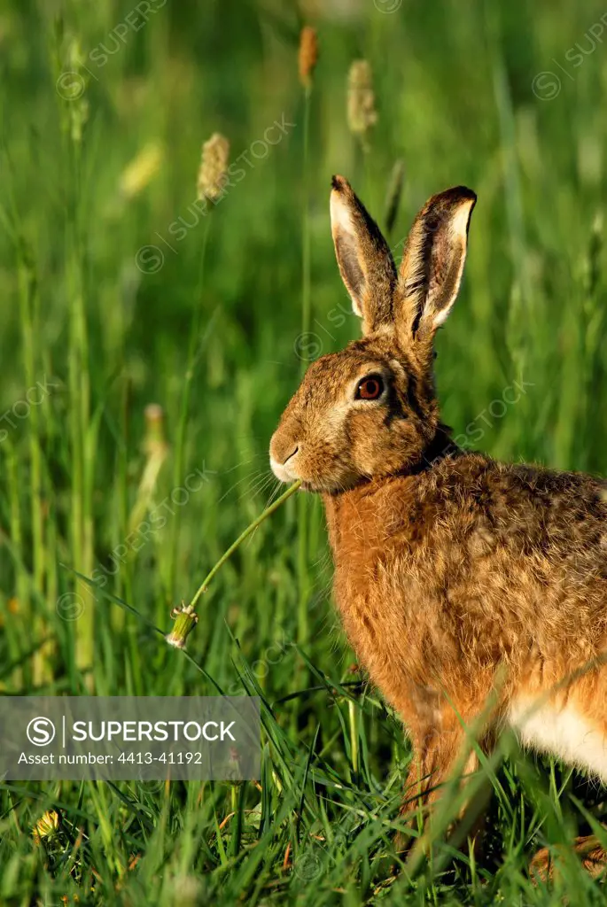 Portrait of a European Hare eating in grasses Germany