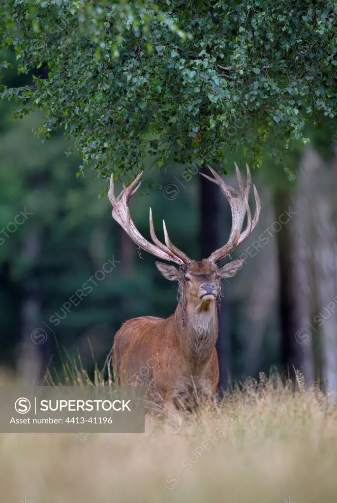 Male Red Deer watching at the edge of a wood Germany