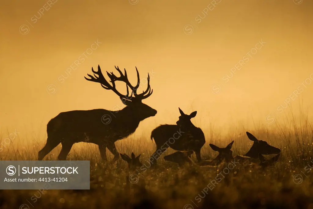 Male Red Deer with its harem during the rut Denmark