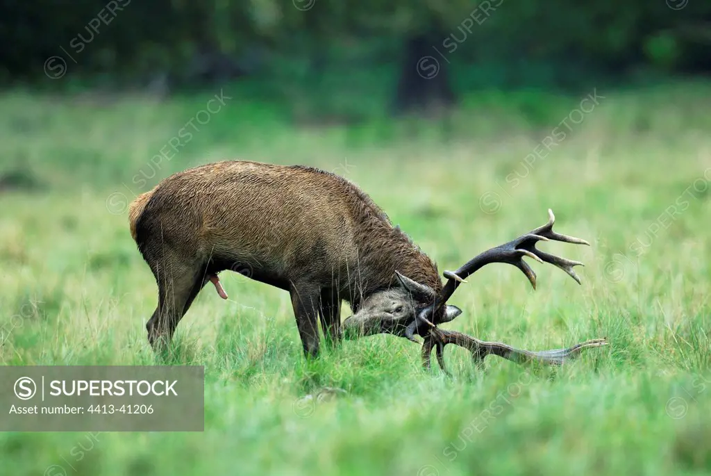 Male Red Deer during rut Denmark