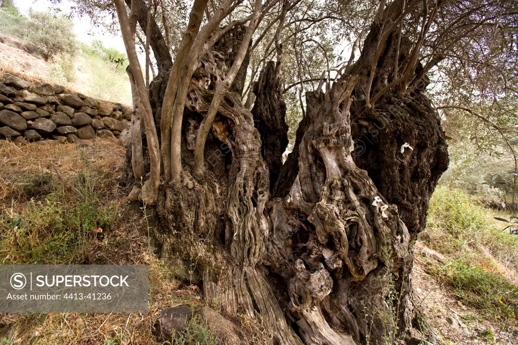 Trunk of an old Olive tree Cyprus