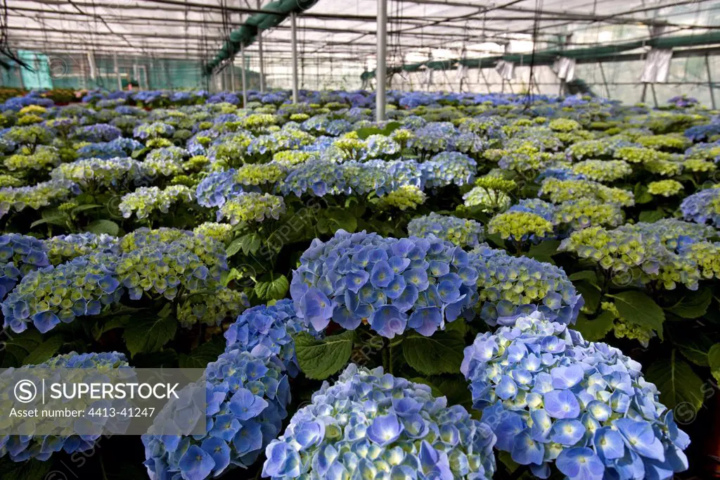 Culture of Hydrangeas in a greenhouse Cyprus