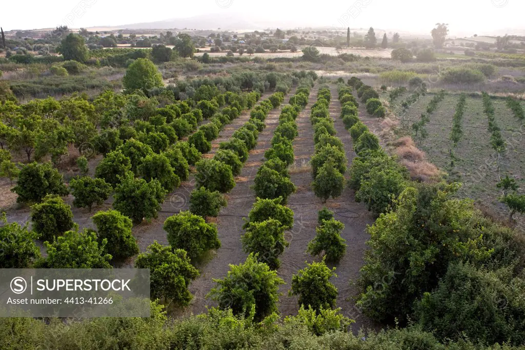 Orange trees in an orchard Cyprus