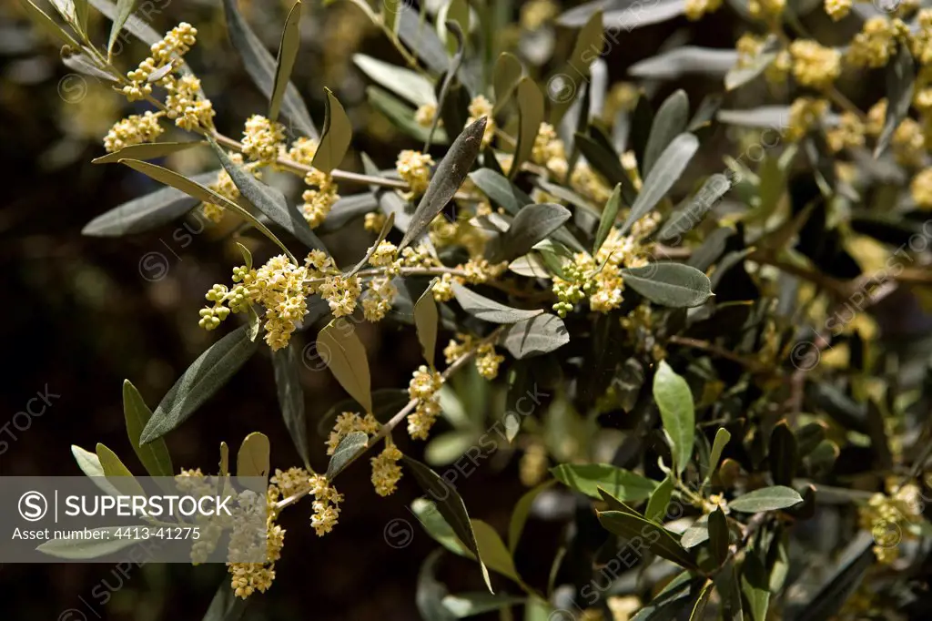 Olive tree in blossom Cyprus