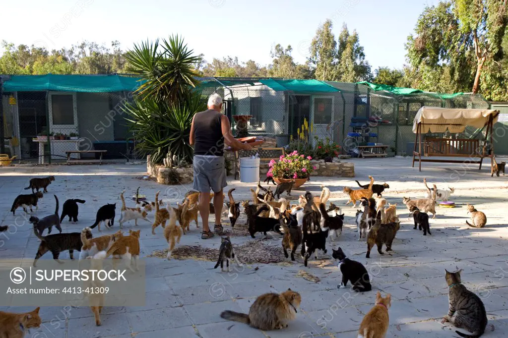 Man feeding cats in a sanctuary for cats Cyprus