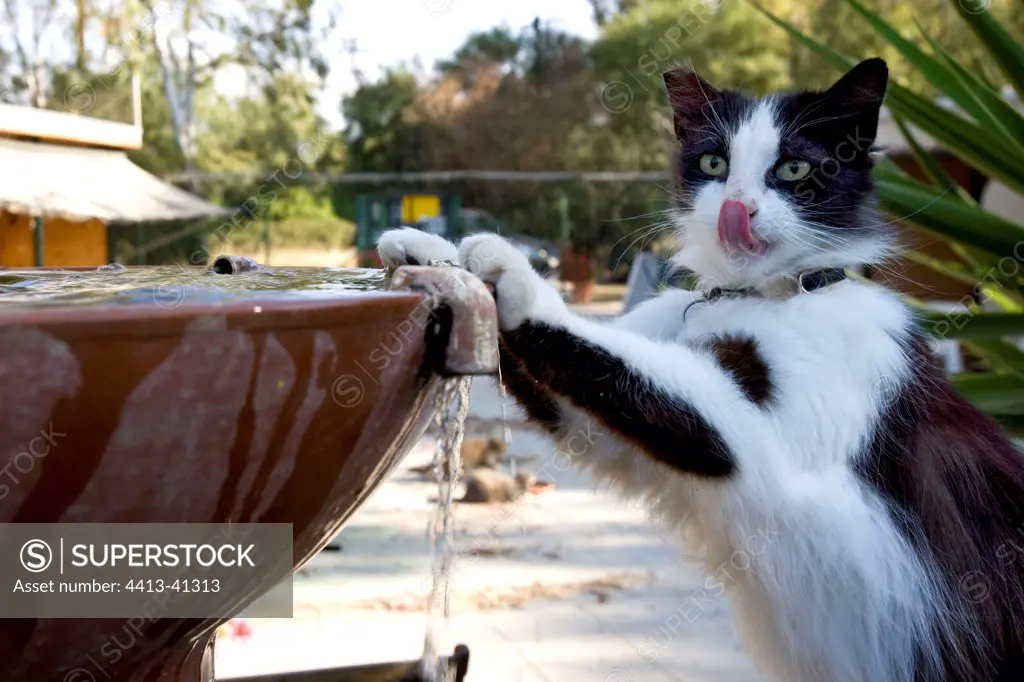 Cat drinking in a fountain in a sanctuary for cats Cyprus