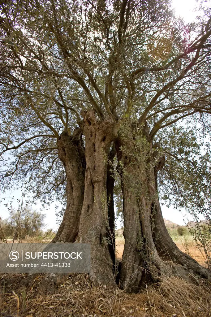 Old Olive tree Cyprus