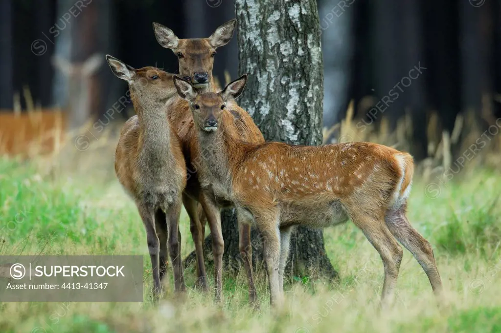 Group of Red Deer hinds at the foot of a tree Germany