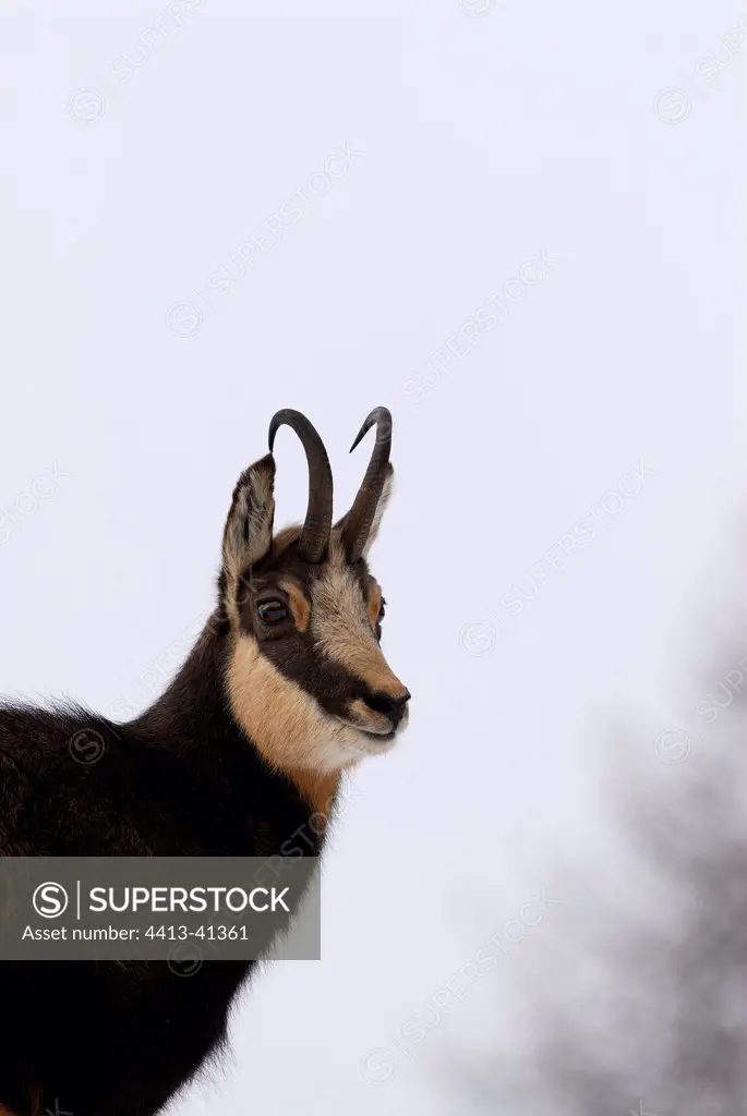 Portrait of a Chamois on white sky Gran Paradiso NP Italy