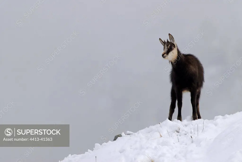 Young Chamois in the snow Gran Paradiso NP Italy