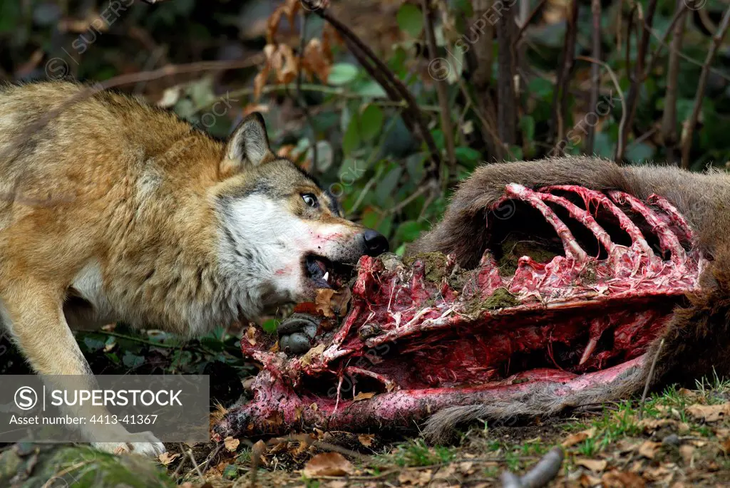 Wolf devouring a Red Deer carcass Bavarian Forest