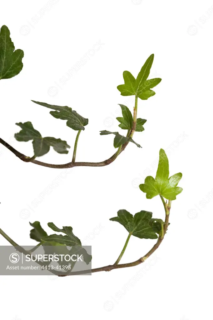 English ivy leaves in studio