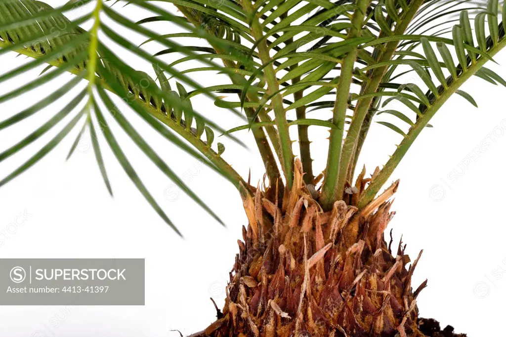 Sago palm foliage and stipe in studio