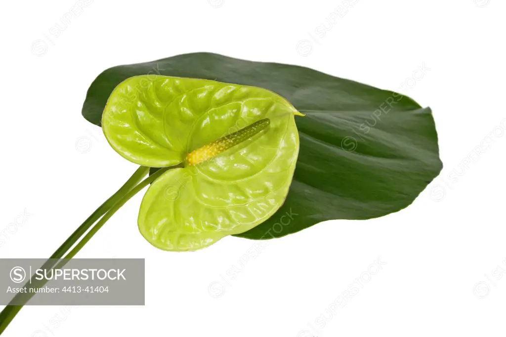 Anthurium leaf and inflorescence in studio