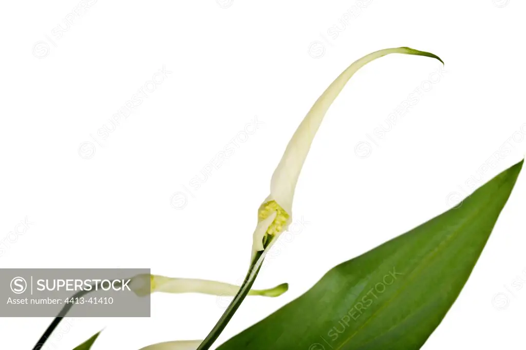 Spathiphyllum inflorescences and leaf in studio